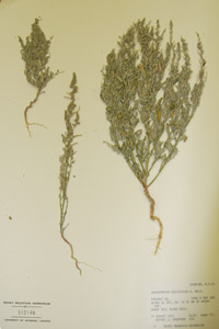 Herbarium Sheet of 